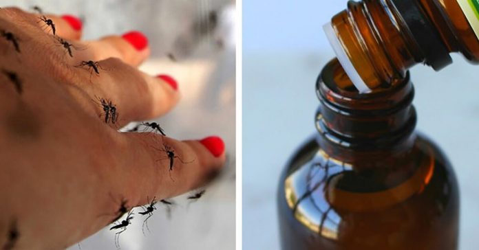 mosquito-repellent-essential-oils