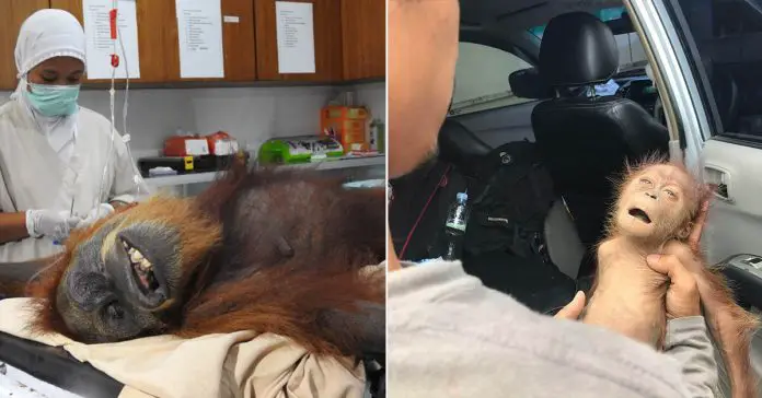 mother-orangutan-74-airgun-pellets