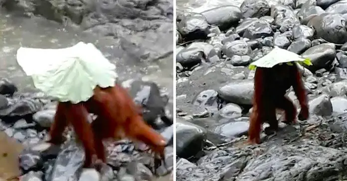 orangutan-uses-leaf-as-umbrella