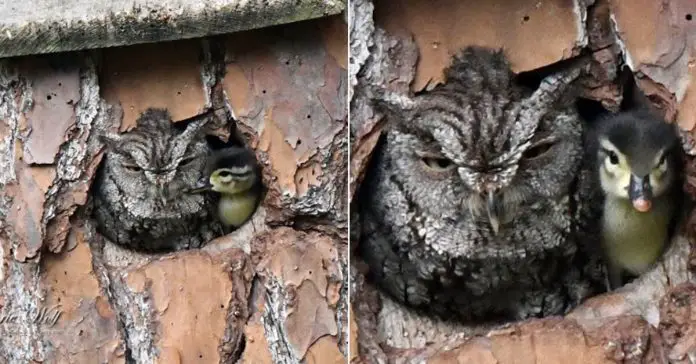 owl-raises-duckling