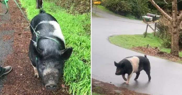 pet-pig-slaughtered-neighbor