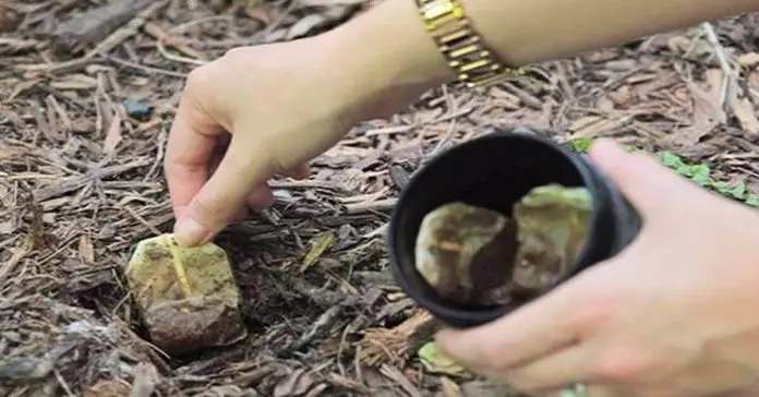 plant-your-tea-bags