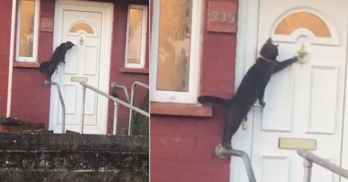 polite-cat-knocks-door