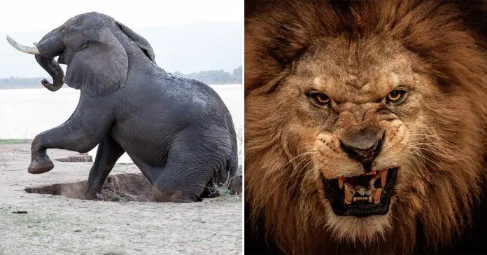 rhino-poacher-trampled-eaten