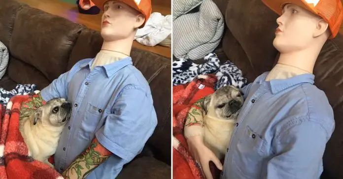 senior-dog-cuddle-dummy