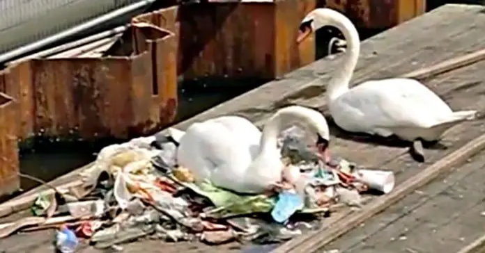 swans-build-nest-trash