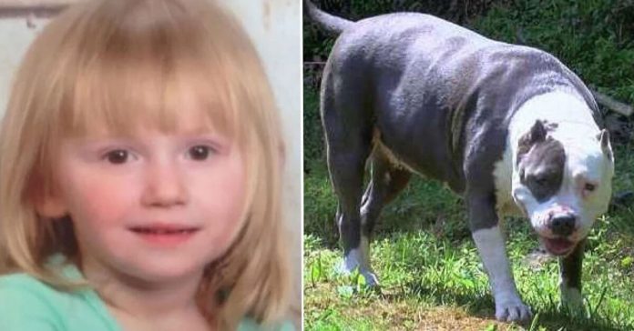 toddler-protected-by-pit-bull