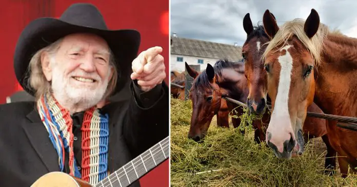 willie-nelson-rescued-70-horses