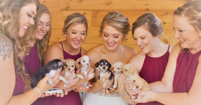 bridesmaids-hold-rescue-puppies