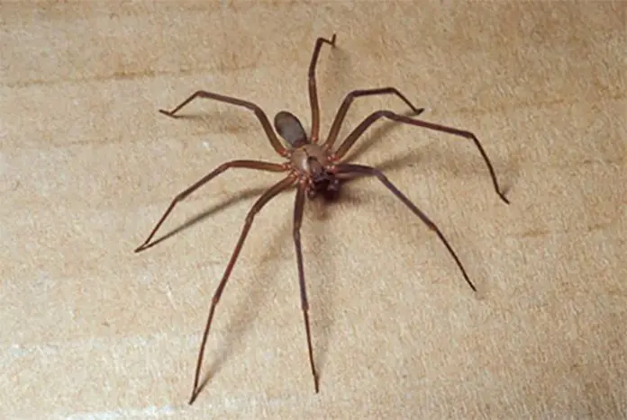 How To Recognize And Treat Brown Recluse Spider Bites