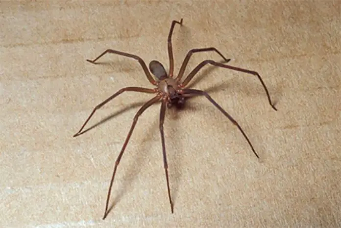 Brown Recluse Spider Bite Stages