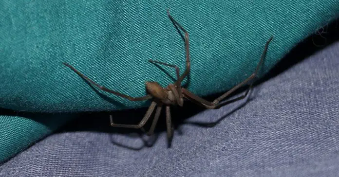 brown-recluse-spider-bite