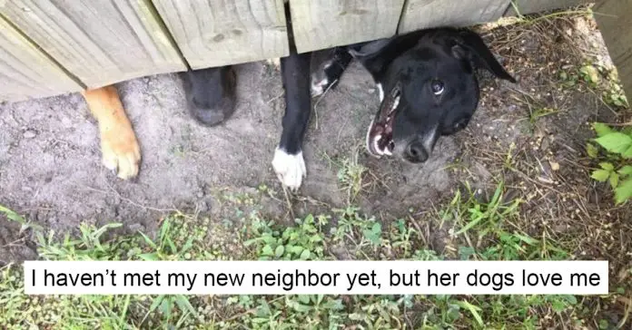 cutest-dog-posts