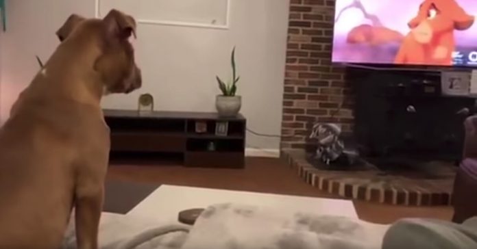 dog-breakdown-lion-king dog