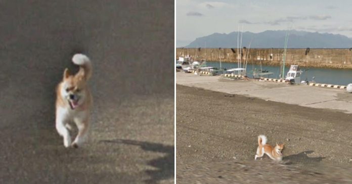 dog-ruined-google-street-view