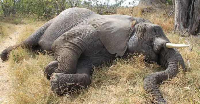 elephant
