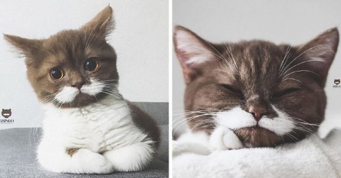 gringo-the-cat