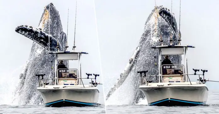 humpback-whale-leaps-out