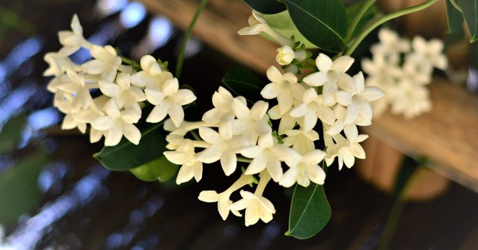 jasmine-plant