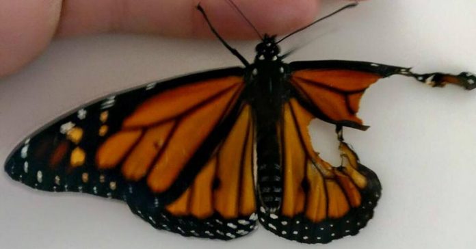 new-artificial-wing-butterfly