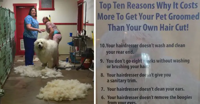 pet-groomer-list-poster