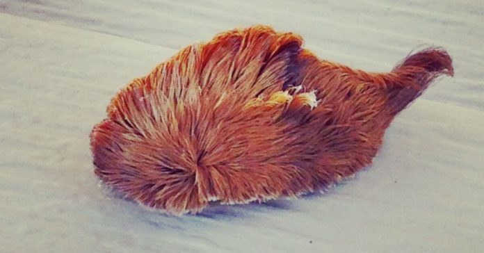 venomous-puss-caterpillar