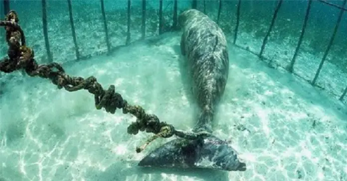 whales-trapped-underwater-jails