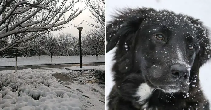 old-woman-saved-by-neighbors-dog