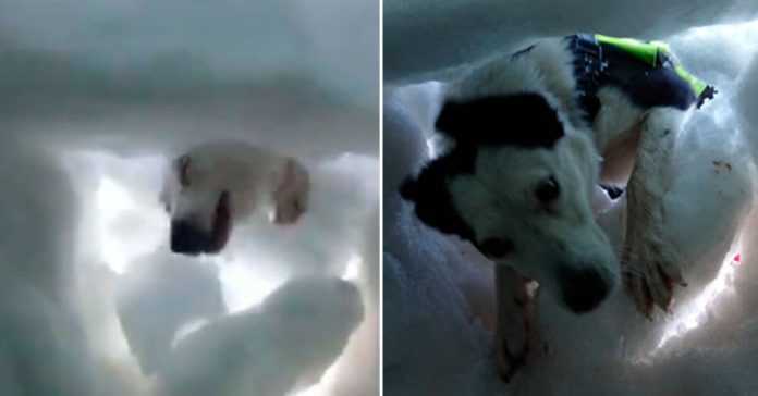 rescue-dog-digs-snow